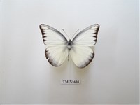 藏品(異色尖粉蝶)的圖片